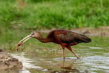Glossy IBIS with catch of Crab captured in Manglajodi bird sanctuary,  Orissa India.