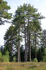 pine tree with divided trunk