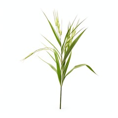 a oryza sativa, studio light , isolated on white background, clipping path, full depth of field