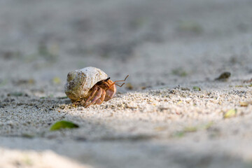 Hermit crab on the sand beach. Selective focus. Close up.
