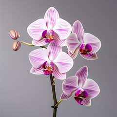 a orchidaceae, studio light , isolated on white background