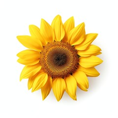 a helianthus annuus, studio light , isolated on white background