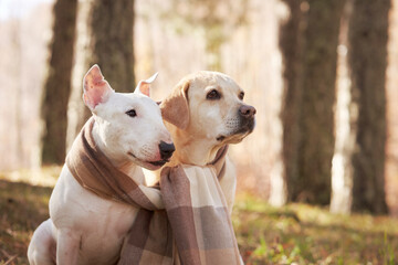A Bull Terrier and Labrador dog cuddled in a scarf share a serene moment in a sunlit forest
