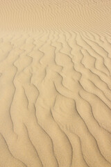 冬の鳥取砂丘の風紋 鳥取県 鳥取砂丘