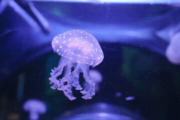 Naklejka premium タコクラゲ