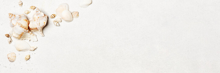 Banner with various seashells on white background
