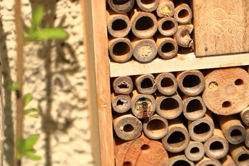 wild bee flying in front of insect shelter