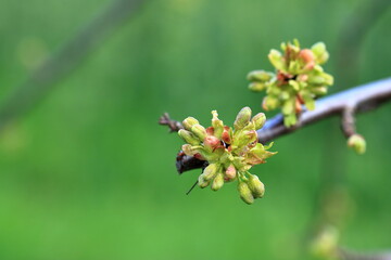 The branch of a blossoming tree. Cherry tree in white flowers in Germany