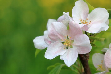 The branch of a blossoming tree. Spring apple blossom in Germany
