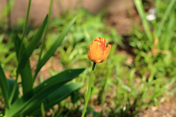 Close-up red yellow stripped tulip flowers in the garden