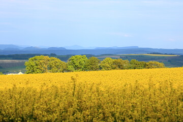 Spring landscape with yellow rapeseed field in Saxony, Germany