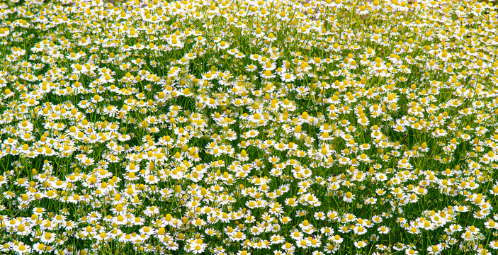 floral background field of daisies, daisy flowers