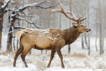 Naklejka na ściany i meble A majestic elk standing amidst a snowy landscape, its fur speckled with snowflakes