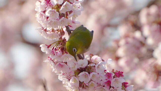春らしい桜とメジロの映像