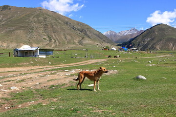kyrchyn Gorge in the north of Kyrgyzstan, Central Asia
