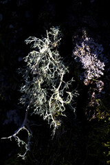 Detail of green lichen in nature illuminated by the sun in vertical