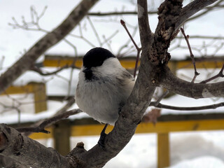 冬のコガラ（小鳥）