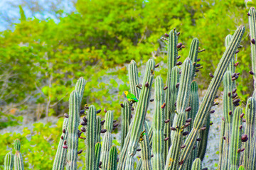 Brown-throated parakeet (Eupsittula pertinax) feeding on cactus fruits. 