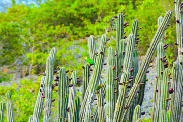 Brown-throated parakeet (Eupsittula pertinax) feeding on cactus fruits. 