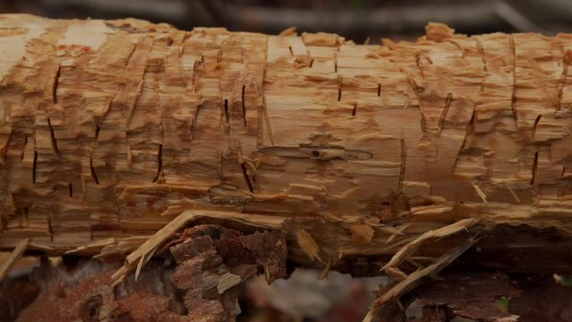 A closeup shot of tree bark damage from deer, squirrel and beaver in a UK woodland