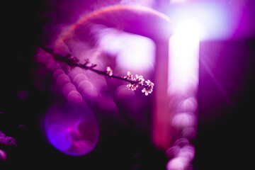  Flowers and leaves against the sun will be more beautiful, all magical from the rays of sunlight spreading across the forest