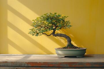  Ginseng bonsai tree, adorned in lush green hues, graces a wooden desk against a backdrop of warm yellow tones, embodying the fusion of nature and simplicity in a captivating display.
