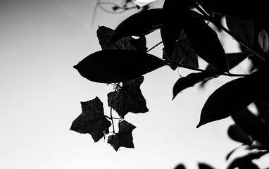 black and white Flowers and leaves against the sun will be more beautiful, all magical from the...