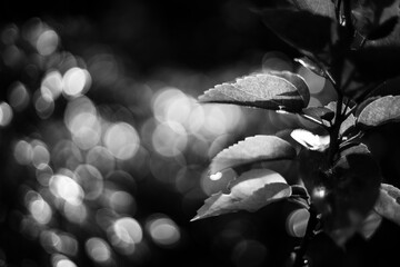 black and white Flowers and leaves against the sun will be more beautiful, all magical from the rays of sunlight spreading across the forest