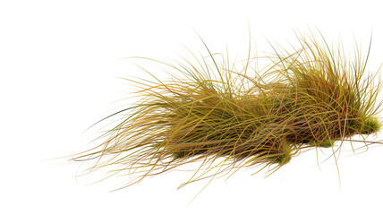 tussock of grass, isolated on transparent background