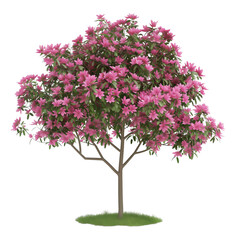 pink flowering magnolia tree , isolated on transparent background