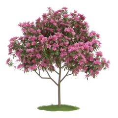 Zelfklevend Fotobehang pink flowering magnolia tree , isolated on transparent background © MDNANNU