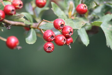 red currant bush