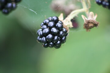blackberry on a branch