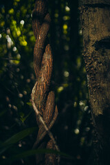 The Woody Climbers of the Forest Wild