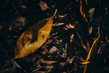 dried brown leaf sunset scene
