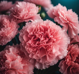 ピンクのカーネーション