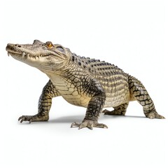 Fototapeta premium a crocodylus porosus, studio light , isolated on white background