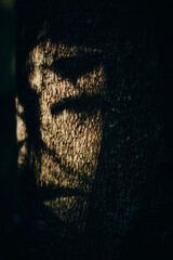 low-key wood bark with leaf shadow cast