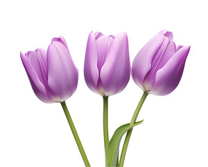 Bouquet of tulips on transparent background