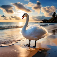 Rolgordijnen swan at sunset, swan at beach, birds, white swan, seaside, white birds © Shazia
