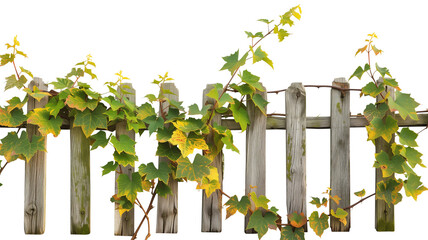 an old wooden fence overgrown with a weaving green autumn ivy yellowing leaves, isolated on transparent background