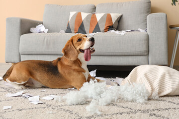 Naughty Beagle dog with torn pillow lying on floor in messy living room