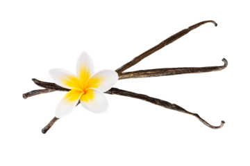 Photo of three vanilla pods with a flower isolated on transparent background,  natural food and baking exotic ingredient, png file