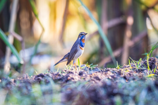 Beautiful Bluethroat bird in the field.