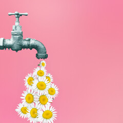 Spring daisies running from the water tap isolated on the pink pastel background.  Summer flower concept background.
