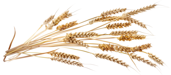 bunch dry ripe autumn spikelets of wheat, isolated on transparent background