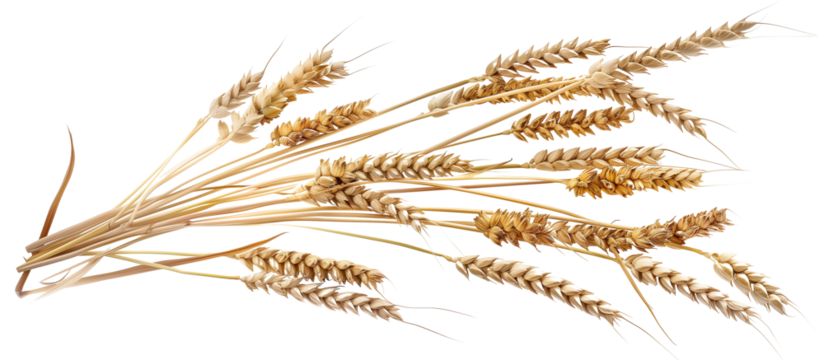 bunch dry ripe autumn spikelets of wheat, isolated on transparent background