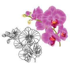 Orchid Phalaenopsis  lila and outline  set three flower  on a white background vintage vector editable illustration hand draw