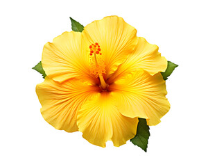 yellow flower isolated on transparent background