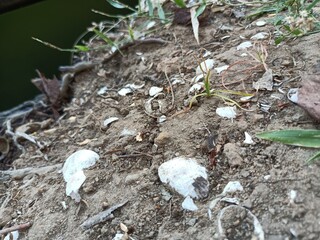 Clam is a common name for several kinds of bivalve molluscs.  © kpsathyadev